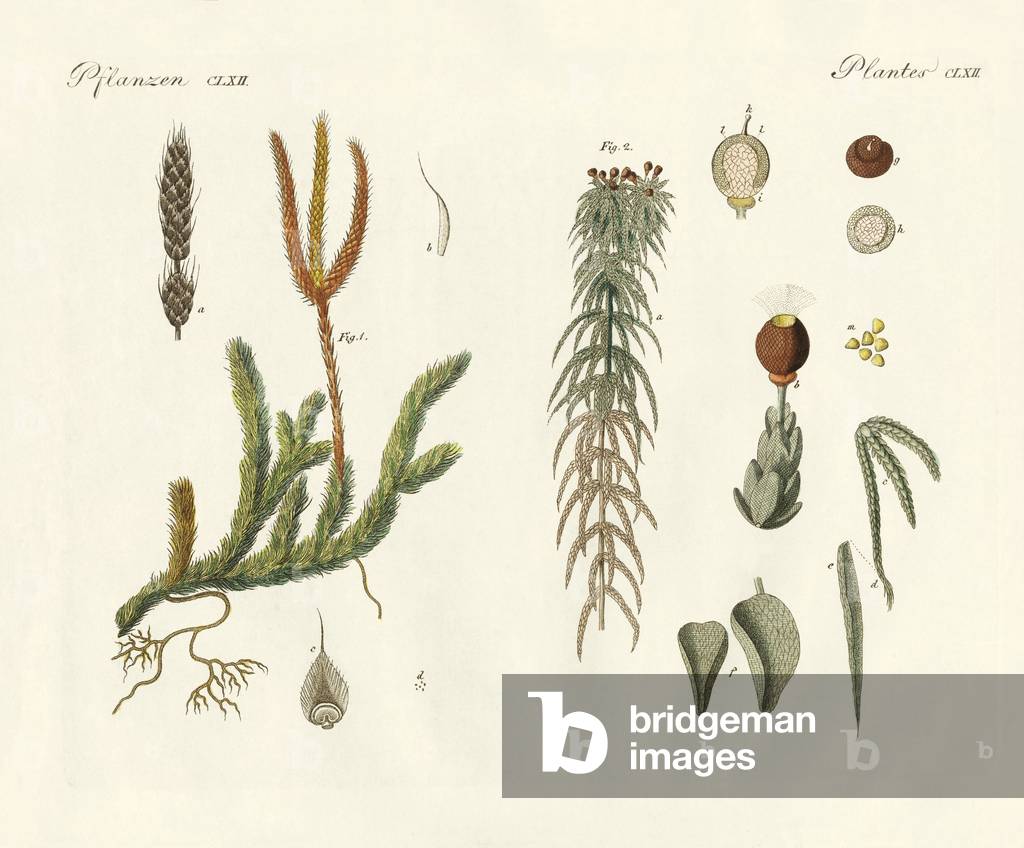 Bild von Gravur "Seltsame Moos (farbige Gravur)" von German School