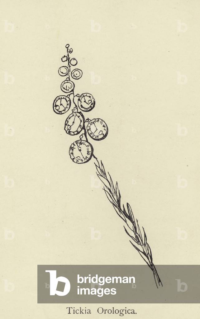 Tickia Orologica (incisione)