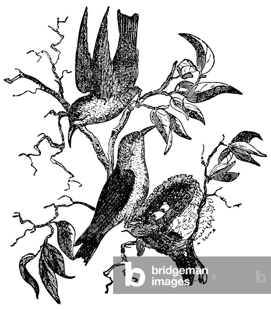 Immagine di Incisione "Colibrì", b/w