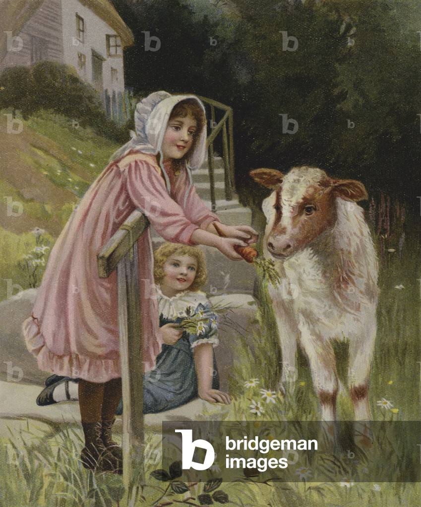 Ein verführerischer Bissen: ein Mädchen füttert eine Karotte zu einem Kalb (Farbe litho)