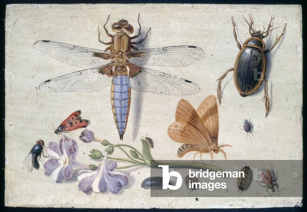 "Ein Cockchafer" 1650 von Jan van Kessel
