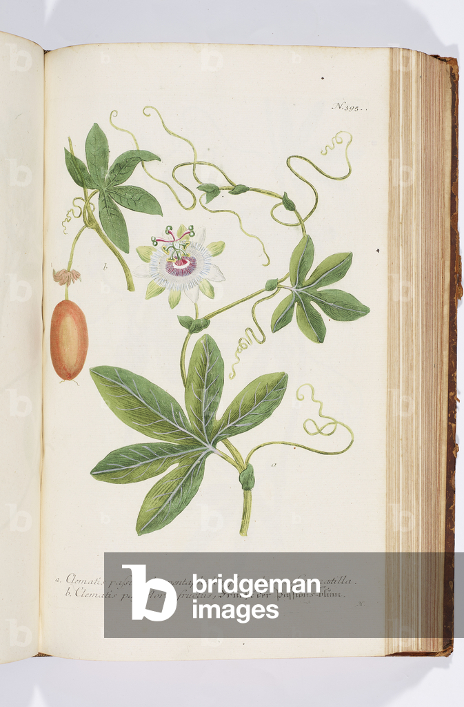 Bild von Gravur "Klematis" 1737