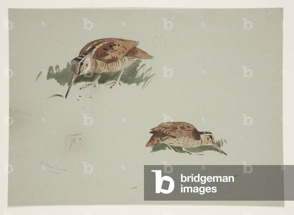 Due vignette di beccacce, 1915 circa (acquerello e bodycolor a matita su carta)