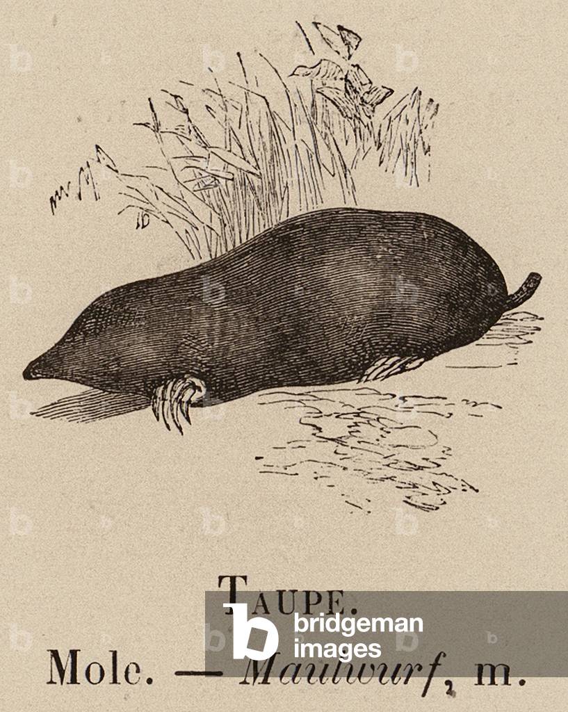 "Le Vocabulaire Illustre: Taupe; Maulwurf (Gravur)" 1873 von European School