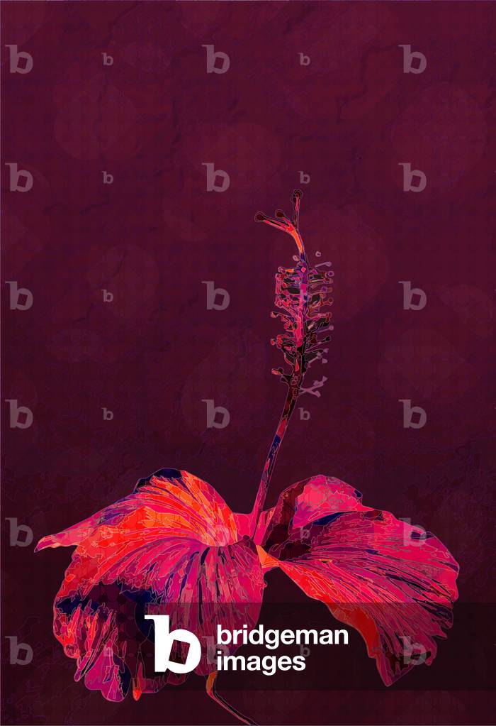 Hibiskus, 2019, (digital)