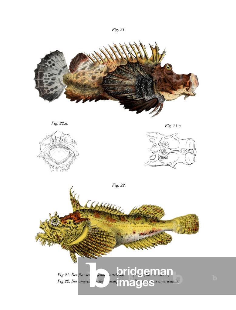 "Zweistock-Stingfish (Farbe litho)", 1864 von German School