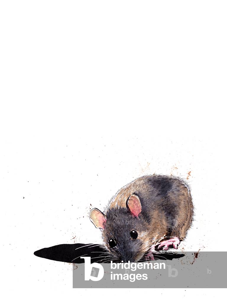 Image of Drawing depicting The Woodmouse on White 2019 by Mike Davis