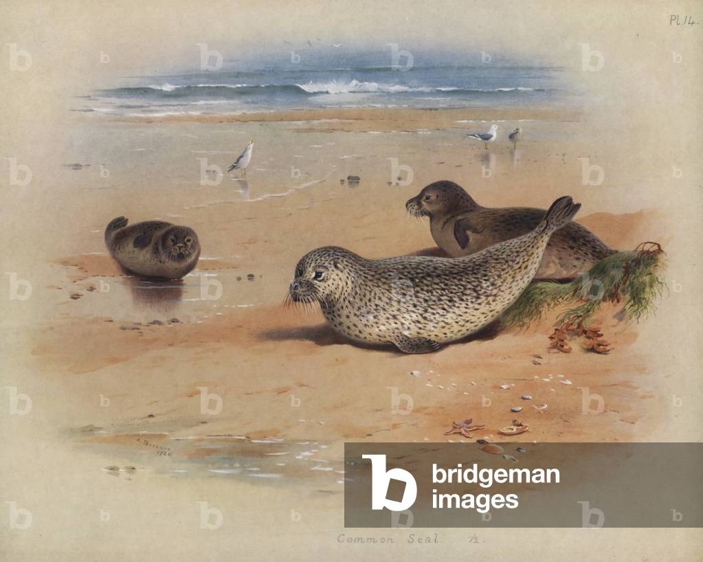 Image de Estampe représentant Sceau commun (lithographie couleur) par Archibald Thorburn