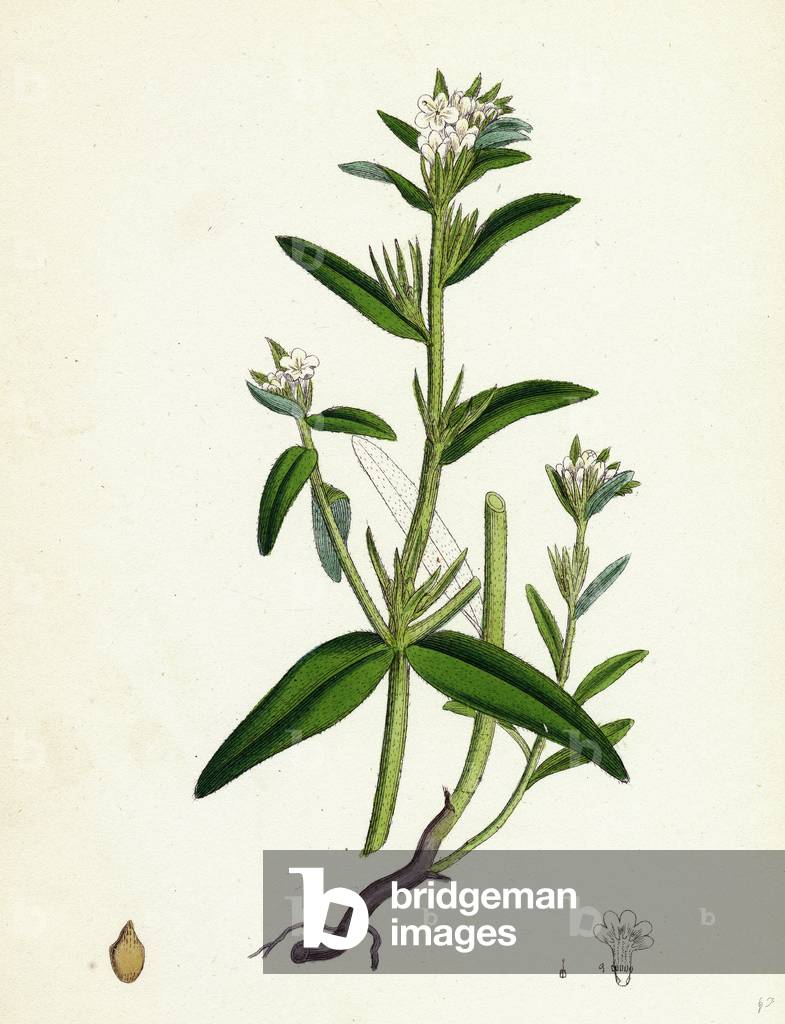 Lithospermum Arvense Corn Gromwell