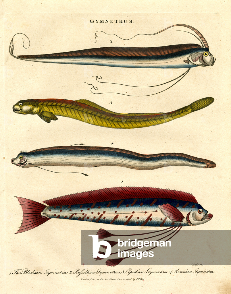 Image of Print depicting Gymnetrus Species – Ribbon Fish 1810 by John Pass