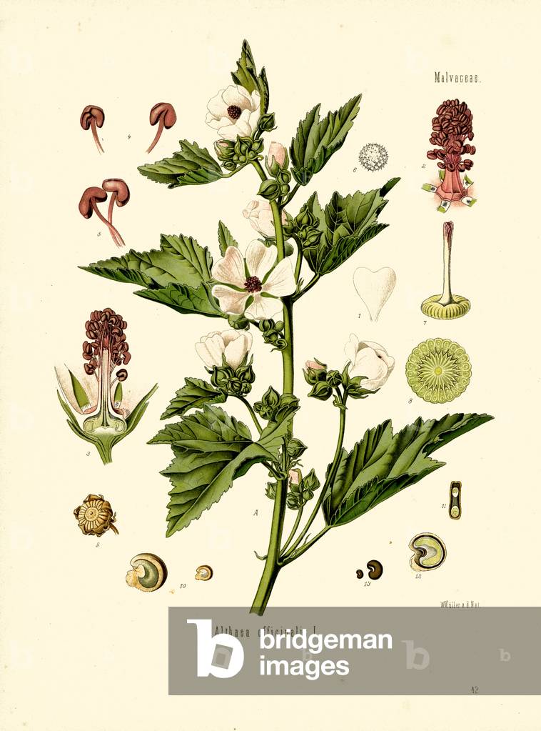 Malva palustre (colore lito)