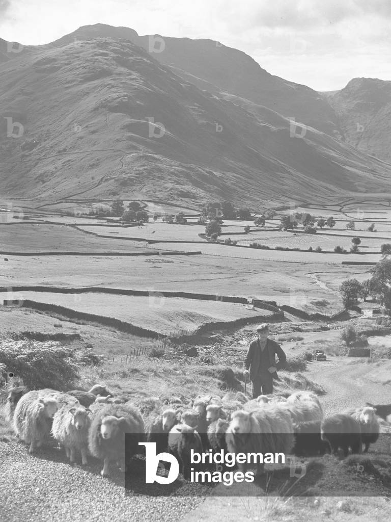 Pastore e cane guida gregge di pecore in salita verso la macchina fotografica con Great Langdale oltre, anni '