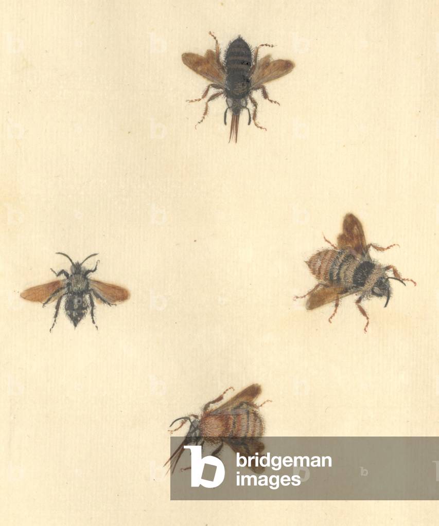 "French Insects illustration by James Barbut", b/w