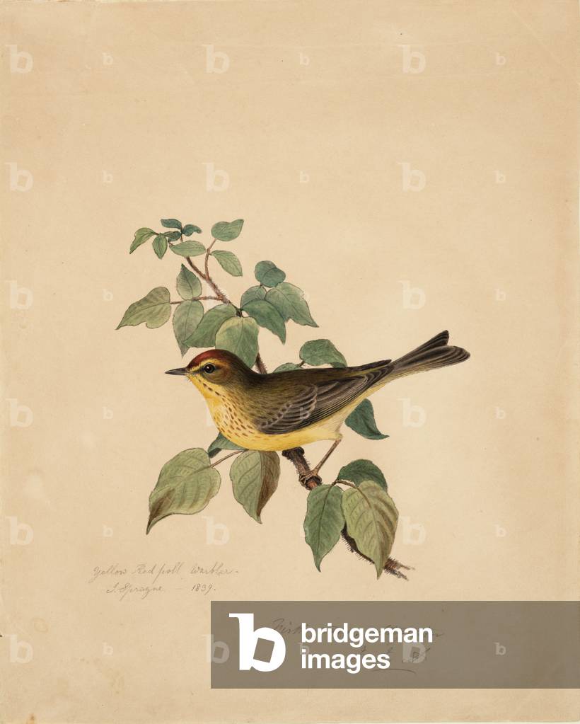 "Giallo Rosso Poll Warbler" 1839 di Isaac Sprague, b/w