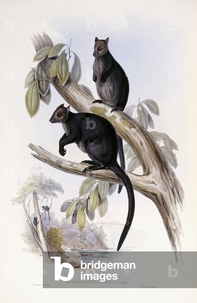 Immagine di Stampa "Albero Canguro (Dendrolagus ursinus) Da 'A monograph of the Macropodidae or Family of Cang