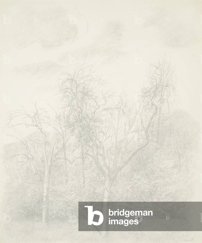 Image de Dessin représentant Arbres 1967 par Elisabeth Vellacott, b/w