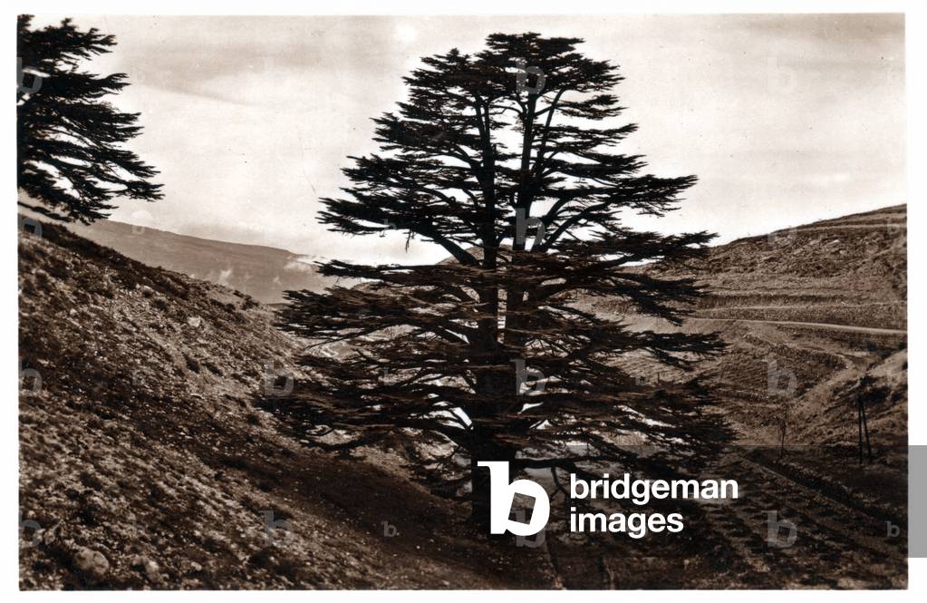 Cedro in Libano, 1930 (stampa)