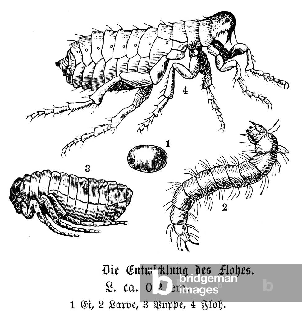 Flea: Sviluppo
