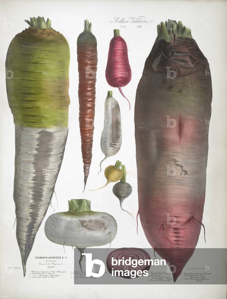 Various Root Vegetables