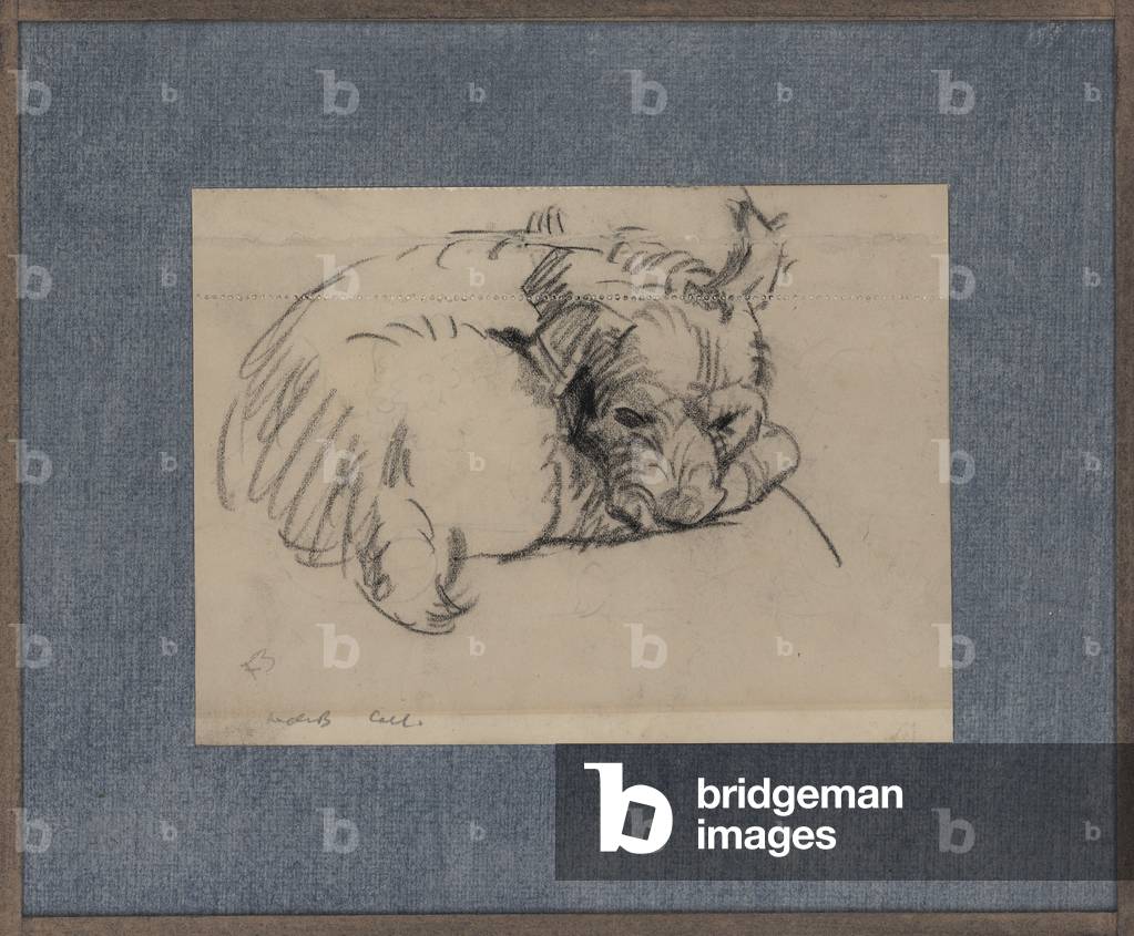 Image of Drawing depicting Study of a sleeping dog (pencil on paper) by Frank Brangwyn