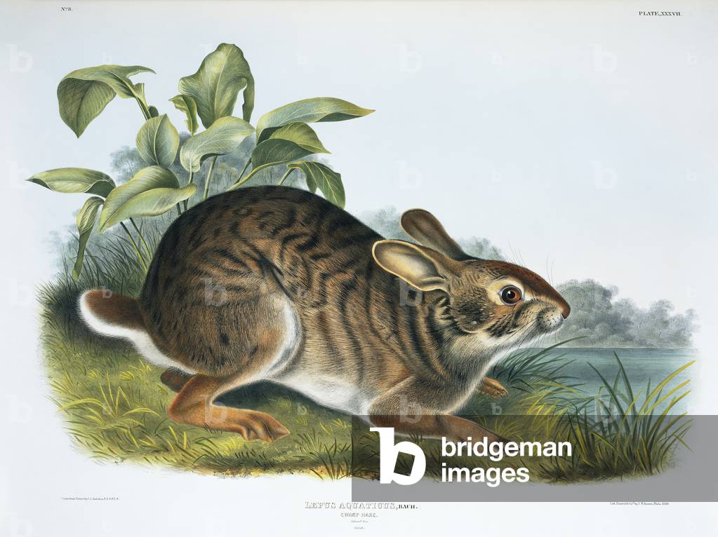 Lepus aquaticus, Swamp Hare, platte 37 von The Viviparous Quadrupeds of North America, Vol. 1, von John James 