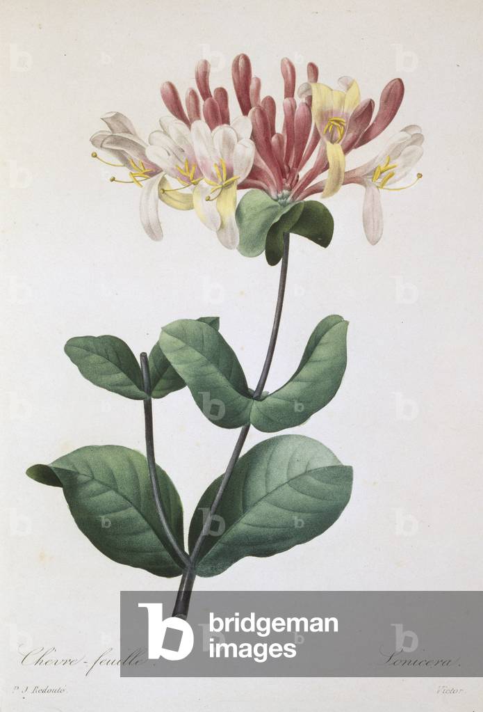Lonicera caprifolium