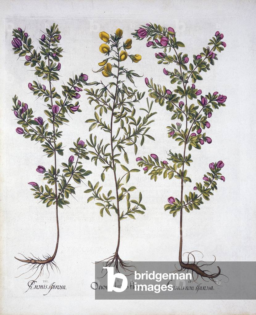 Gelbe Rest-Egge, Rosa Rest-Egge und Rosa Dorny Rest-Egge, aus 'Hortus Eystettensis', von Basil Besler (1561-16