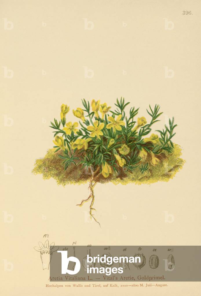 "Primerose d'oro (Primula vitaliana" 1881 di German School