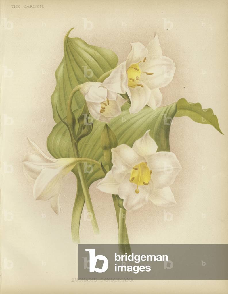 Eucharis sanderiana (Farbe litho)