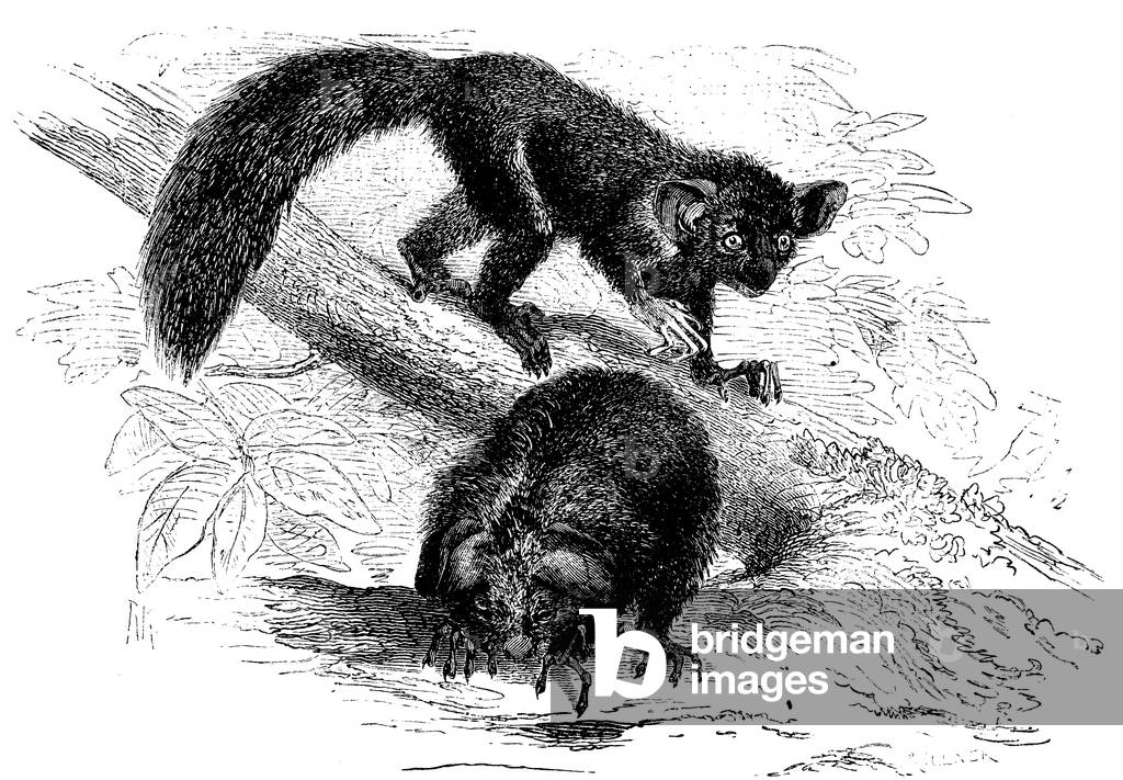 Image de Gravure représentant Aye-aye, b/w