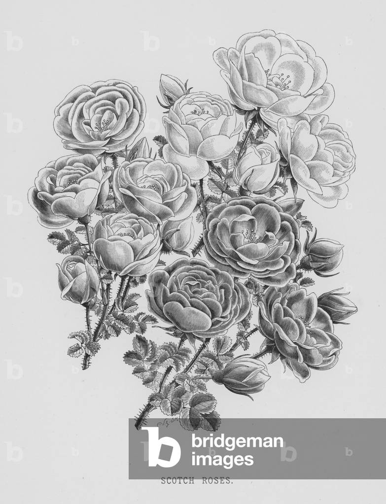 Der Rosengarten: Scotch Roses (Gravur)