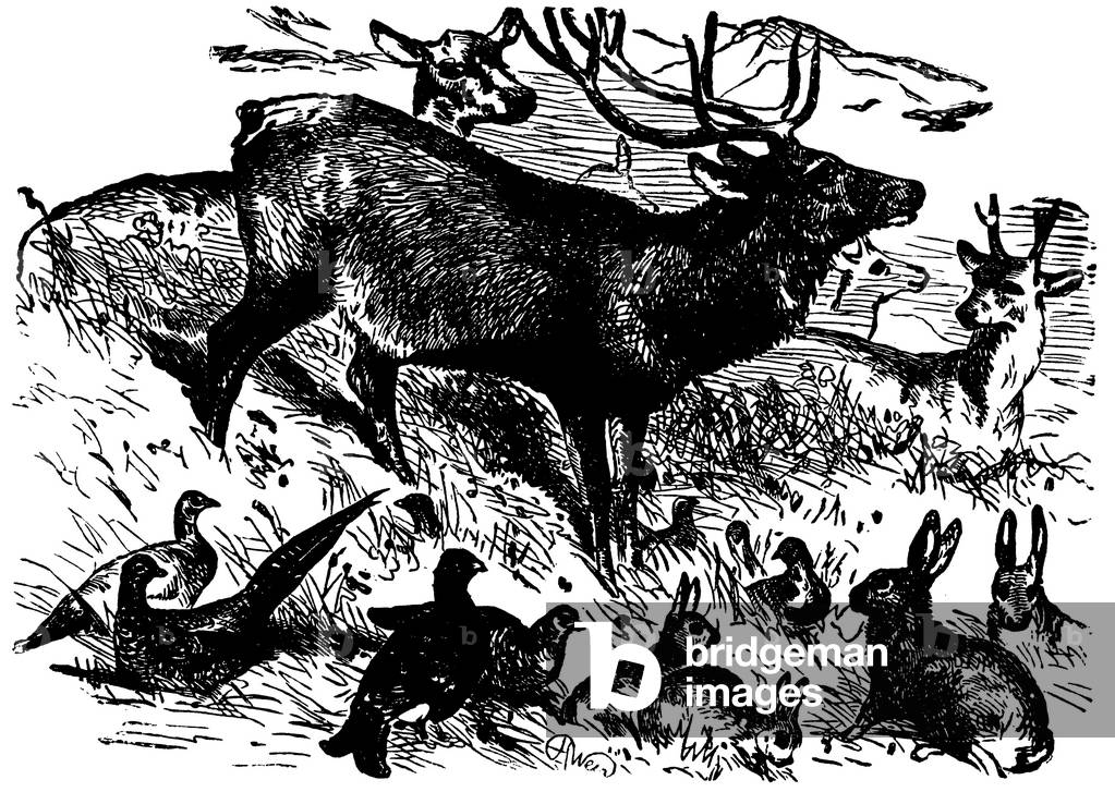 Image de Gravure représentant Deer, b/w