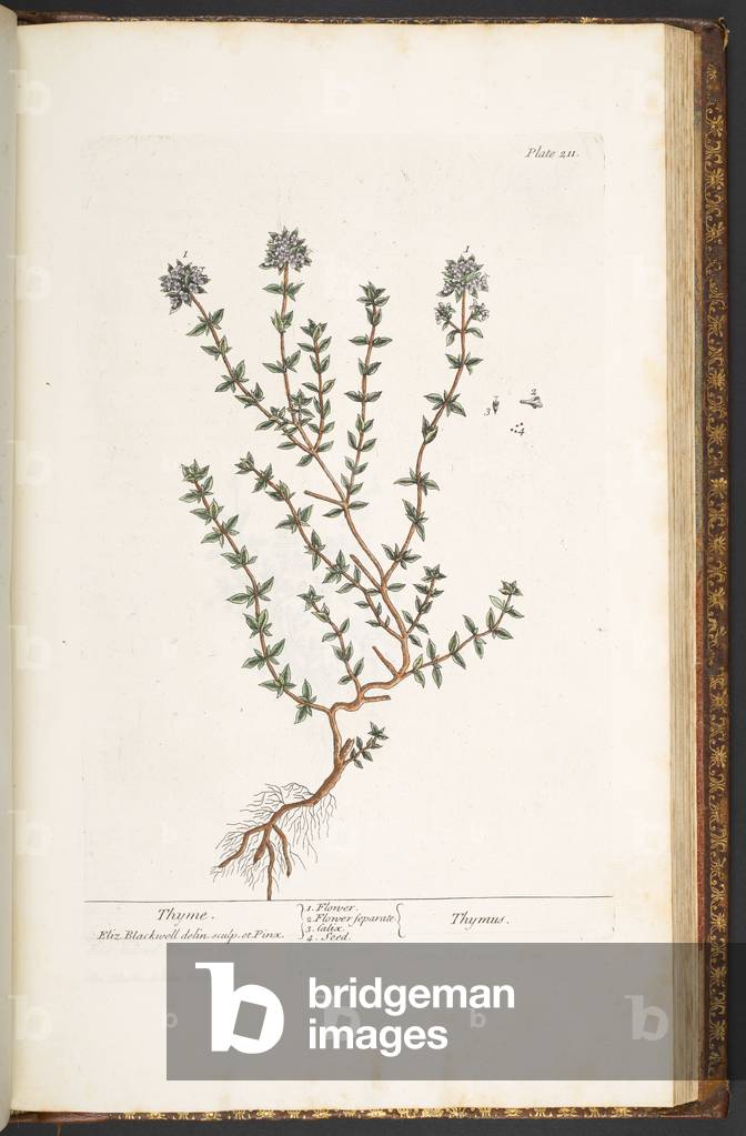 Teller 211, Thymian, von 'A Curious Herbal', 1737 (farbige Gravur)