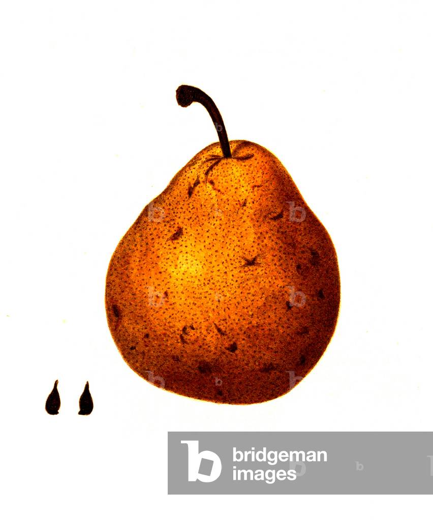 Image of Pear of the Columbia variety digitally restored reproduction of an