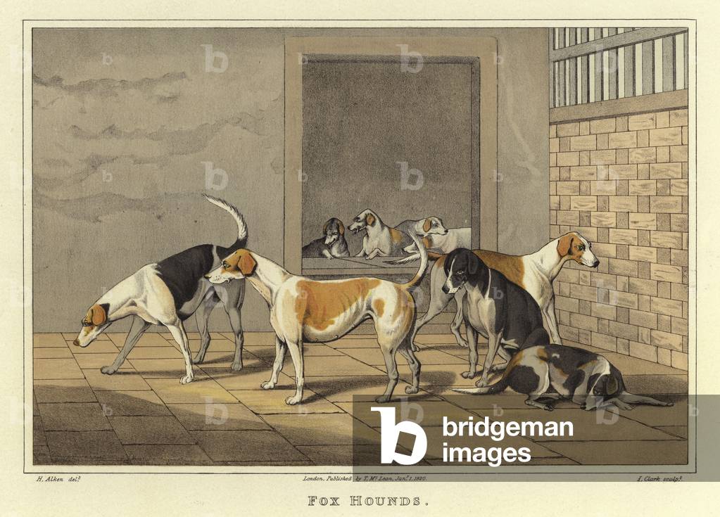 "Fox Hounds (Chromolitho)" von Henry Thomas Alken, b/w