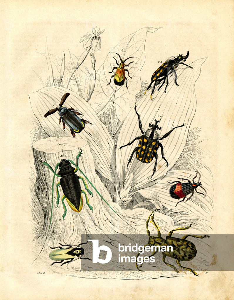 Image of Print depicting Various Beetle Species (hand-coloured engraving) 1842