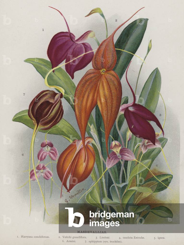 "Masdevallien (Chromolitho)" von Gertrude Hamilton