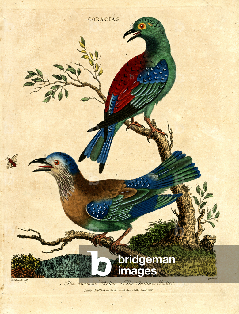 Rullo comune e rullo indiano, 1810 (stampa)