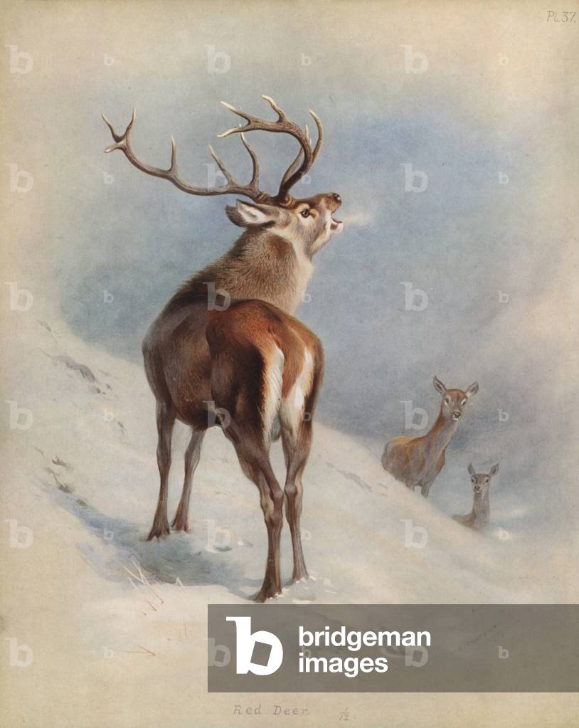 Image of Print depicting Red Deer (colour litho) by Archibald Thorburn