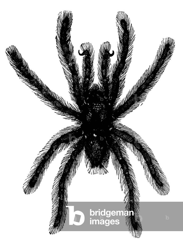 Image de Gravure représentant Tarantula, b/w