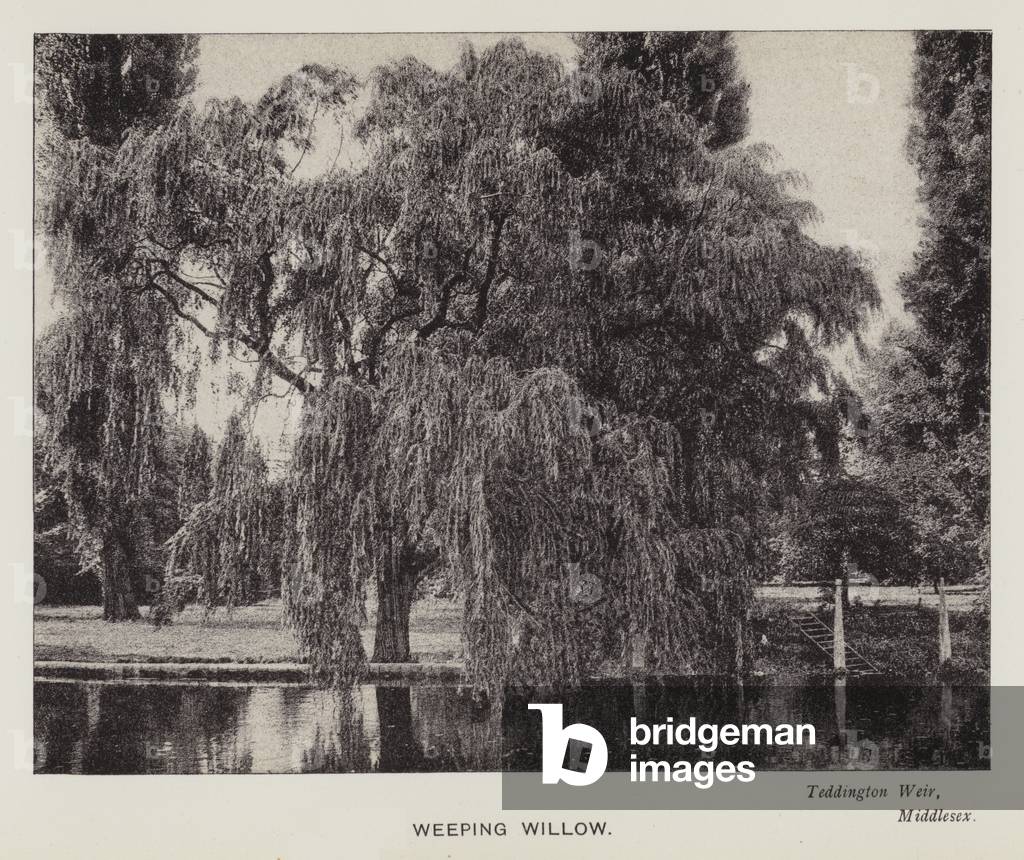 Image of Photography depicting British Trees: Weeping Willow by Stanhope Alfred Tollemache