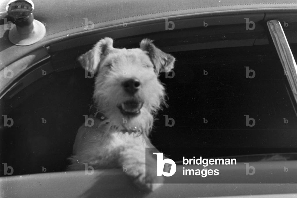 Vacanza in auto e con il cane, Germania anni '30 (foto b/n)
