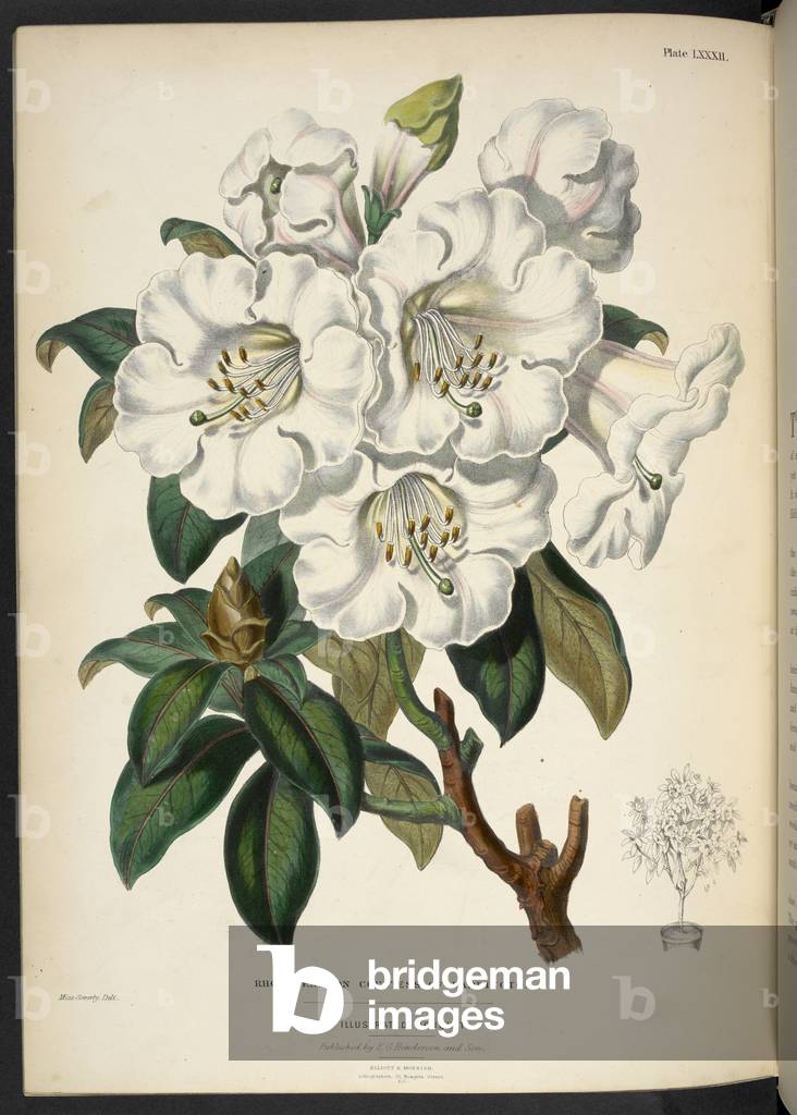 Contessa Rhododendron di Haddington.