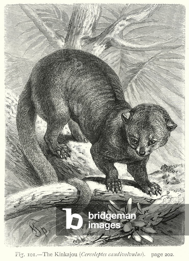 Image de Gravure représentant Le Kinkajou (Cercoleptes Caudivolvulus) (gravure) 1801 par Friedrich Specht