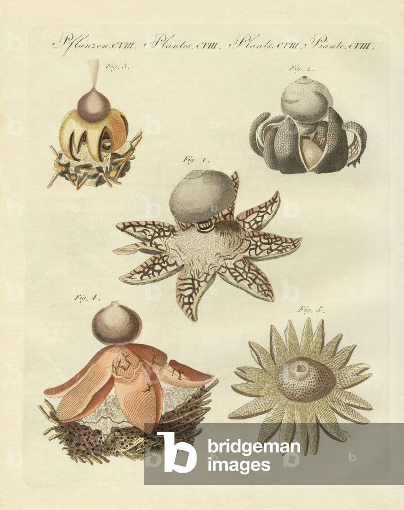 Image of Engraving depicting German geaster (coloured engraving) by German Artist, b/w