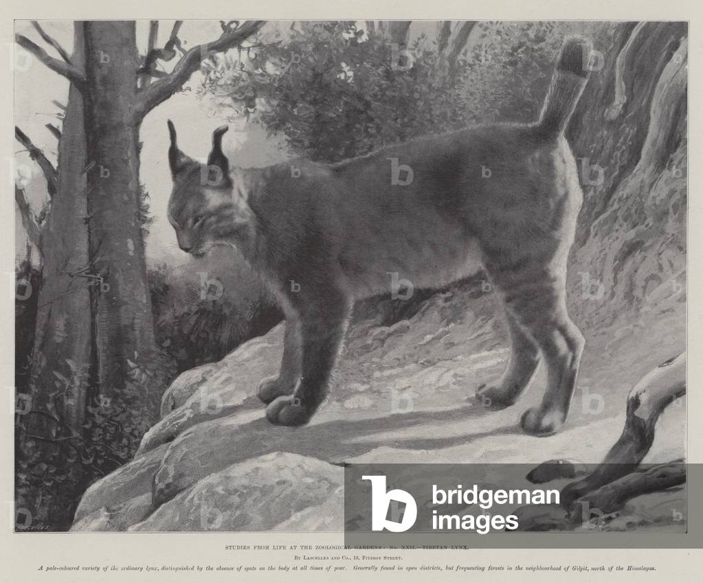 Studi dalla vita al giardini zoologici, tibetano lince (lito)