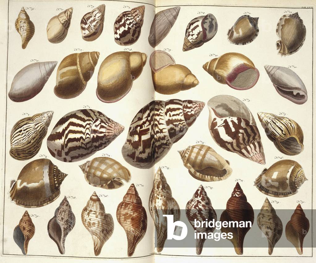 Collecte de coquilles
