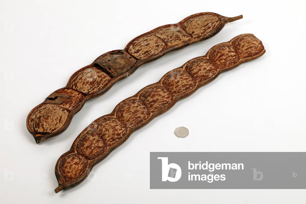 Image of Photography depicting Giant seedpod shakers from Africa by Chris Stock