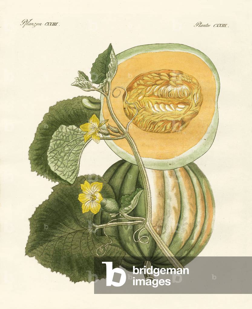 Image of Engraving depicting The melon (coloured engraving) by German Artist