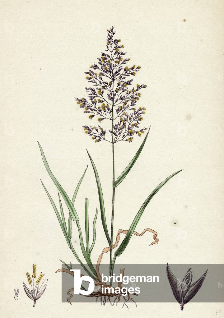 Immagine di Incisione "Agrostis Vulgaris Grass"